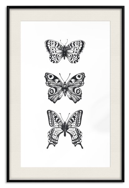 Plakát Tři různé motýly - jednoduchá černobílá kompozice s okřídleným hmyzem