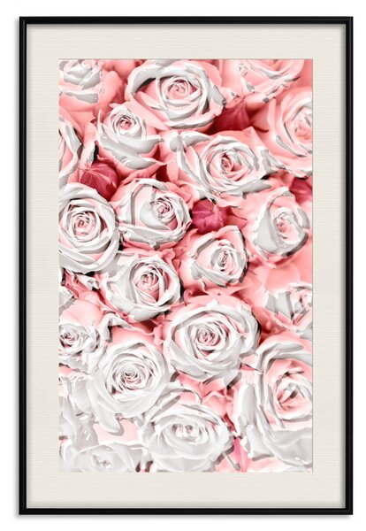 Plakát Bílé růže - krásná kompozice v milostných květech světle růžové barvy