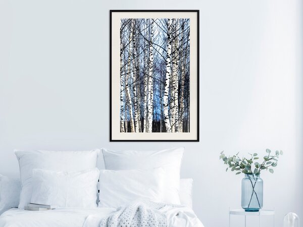 Plakát Mrazivý leden - zimní krajina světlých stromů na pozadí nebe