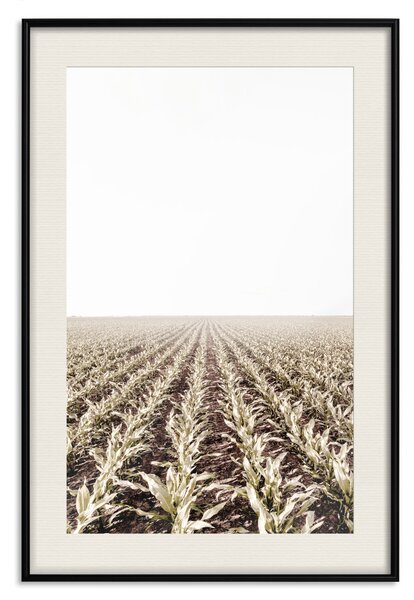 Plakát Kukuřičné pole