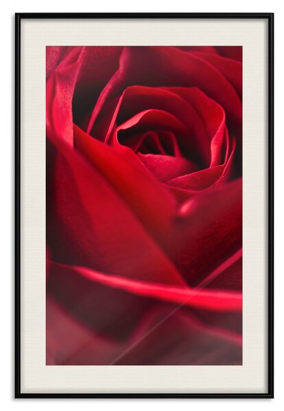 Plakát Jemný květ - detailní fotografie okvětních lístků červené růže