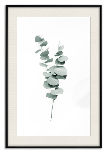 Plakát Větvičky eukalyptu - minimalistické zelené listy rostliny na bílém pozadí