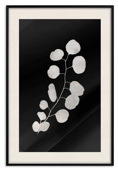 Plakát Větev eukalyptu - minimalistická rostlina na tmavém pozadí