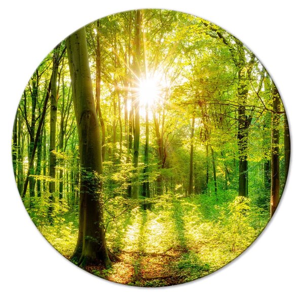Kulatý obraz Sluneční stromy - fotografie lesa osvětleného ranními paprsky