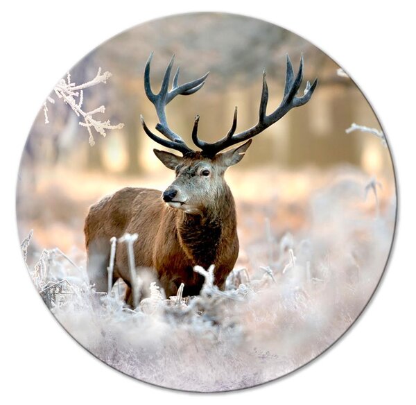 Kulatý obraz Král lesa - fotografie jelena na pozadí zimního lesa po ránu