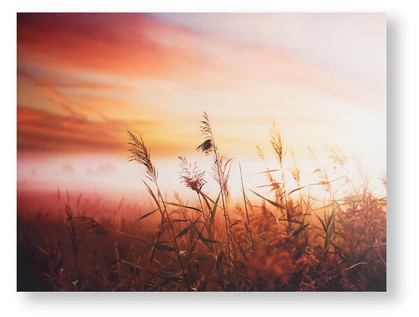 Tištěný obraz Ranní slunce 105888, Morning Sunrise Meadow, Wall Art, Graham & Brown