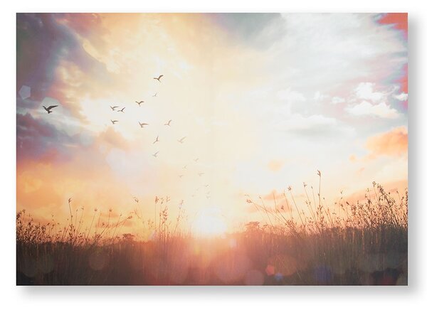 Tištěný obraz Západ slunce 105890, Serene Sunset Meadow, Wall Art, Graham & Brown