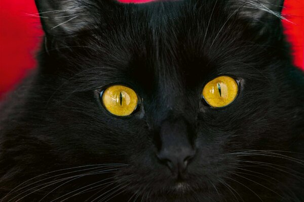 DIMEX | Vliesová fototapeta Černá kočka MS-5-0552 | 375 x 250 cm| červená, černá, žlutá