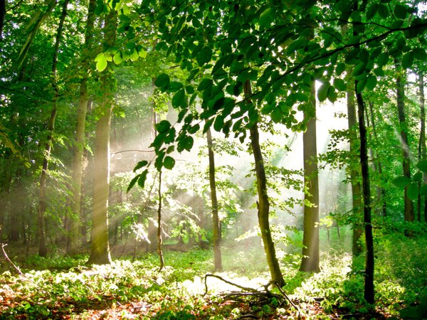 Fototapeta Les - léto a krajina s vysokými stromy v paprscích letního slunce