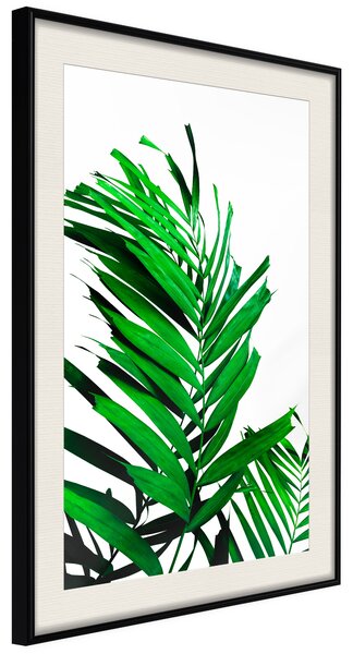 Artgeist Emerald Palm Velikosti (šířkaxvýška): 40x60, Finální vzhled: Černý rám s paspartou