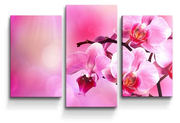 Sablio Obraz - 3-dílný Květy orchideje - 75x50 cm