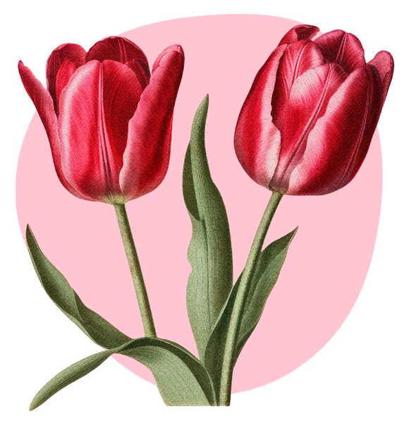 PIPPER. Textilní samolepka na zeď "Tulipány"
