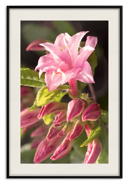 Plakát Přirozená růže - botanická kompozice s květem s barevnými okvětními lístky