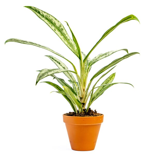 Aglaonema Matcha Lemon, průměr 12 cm Aglaonema, Spící panna