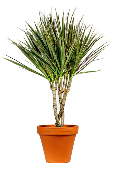 Dracaena marginata Bicolor, průměr 24 cm Dracéna lemovaná, Dračinec