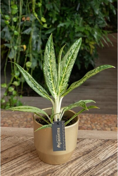 Aglaonema Matcha Lemon, průměr 12 cm Aglaonema, Spící panna
