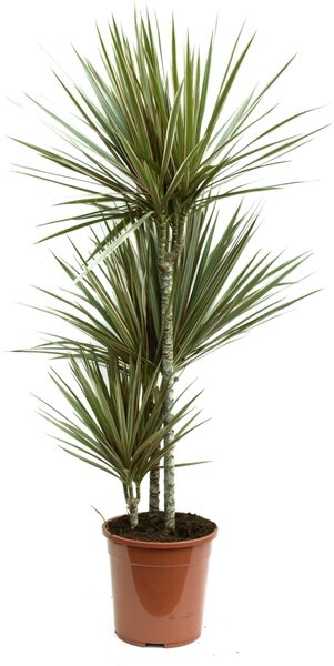 Dracaena marginata Bicolor, průměr 24 cm Dracéna lemovaná, Dračinec