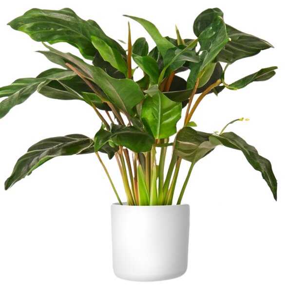 Obal Lora 30 cm, bílá