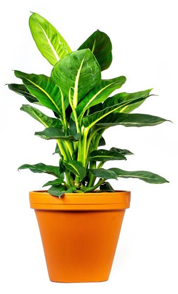 Dieffenbachia Green Magic, průměr 17 cm Difenbachie, mramornatka