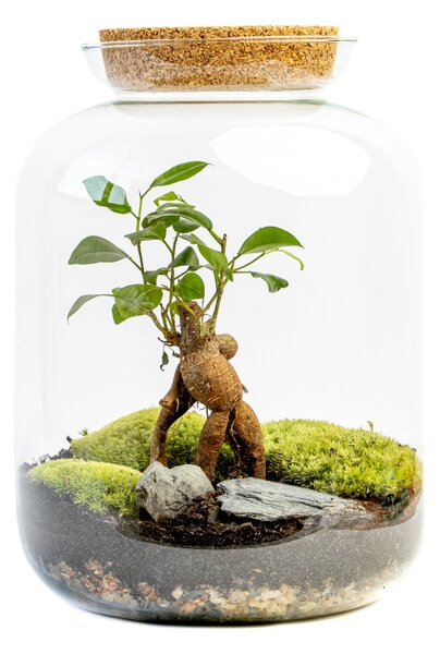 Skleněná dóza KERRIA s korkovým špuntem, 31,5x25 cm - osázené Ficus Microcarpa Ginseng