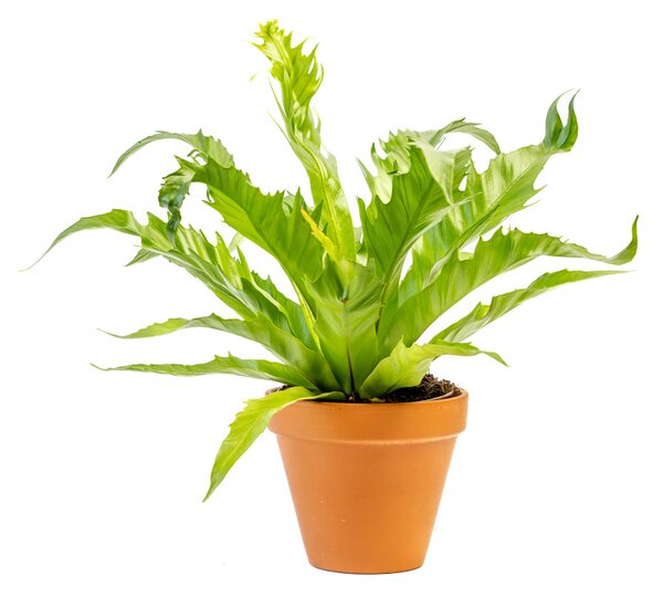 Asplenium Gioia, průměr 12 cm Sleziník