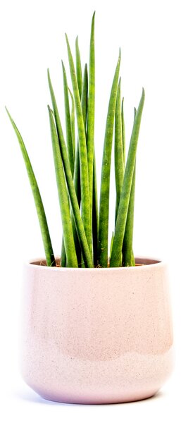 Keramický obal BERLIN 11 cm, růžová lesklá