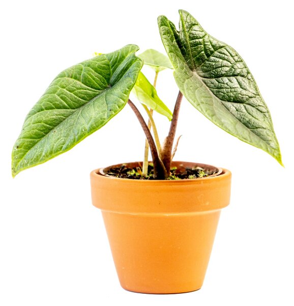Alocasia Scalprum, průměr 6 cm Alokásie, Alokázie