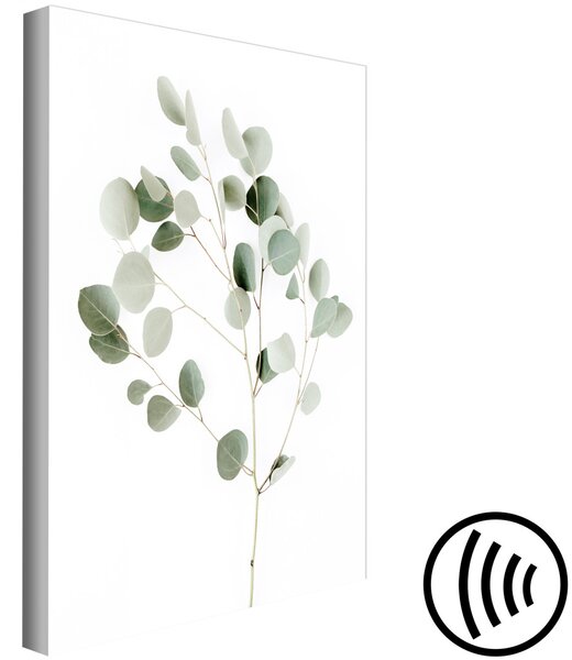 Obraz Stříbrný eukalyptus