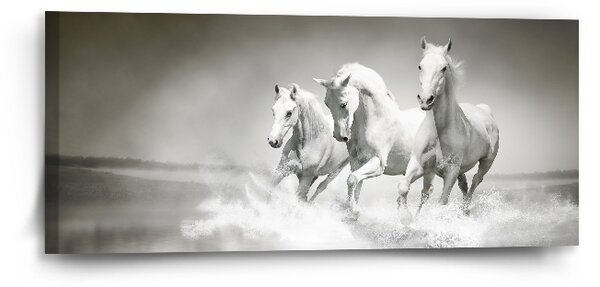 Sablio Obraz Bílí koně - 110x50 cm