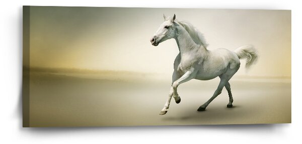 Obraz SABLIO - Bílý kůň 2 110x50 cm