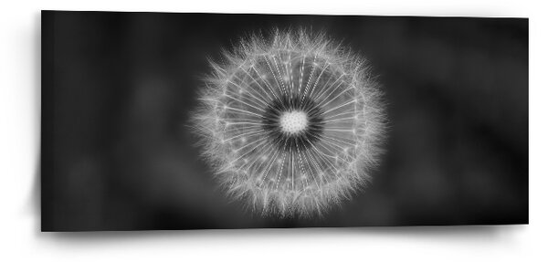 Sablio Obraz Černobílá pampeliška - 110x50 cm