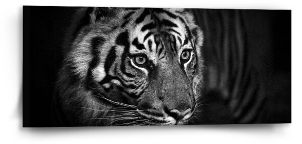 Sablio Obraz Černobílý tygr - 110x50 cm