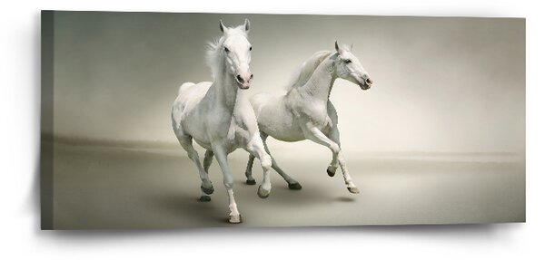 Sablio Obraz Dva bílí koně - 110x50 cm