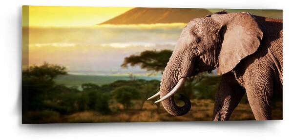 Sablio Obraz Slon z profilu - 110x50 cm