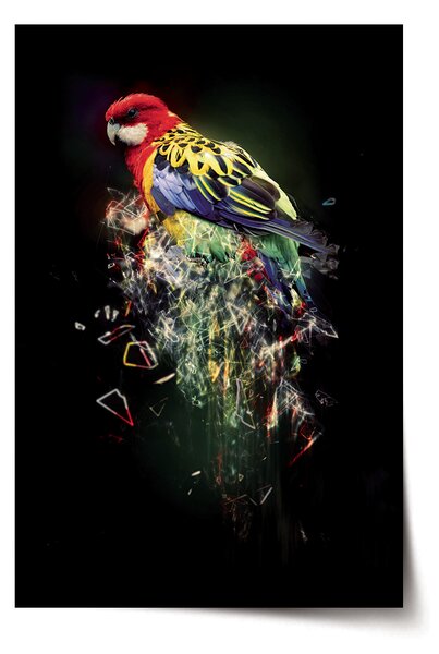 Plakát SABLIO - Barevný papoušek 60x40 cm