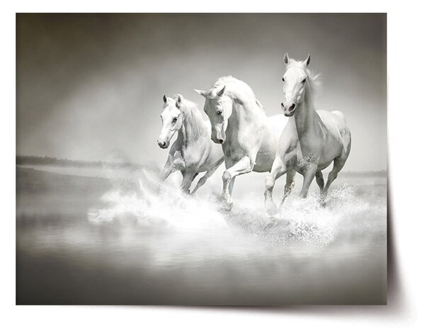Plakát SABLIO - Bílí koně 60x40 cm