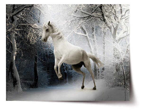 Plakát SABLIO - Bílý kůň 60x40 cm
