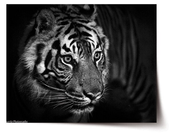 Plakát SABLIO - Černobílý tygr 60x40 cm
