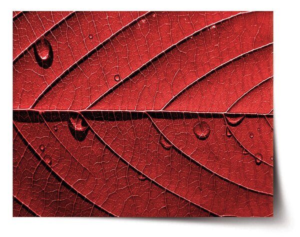 Plakát SABLIO - Červený list 60x40 cm