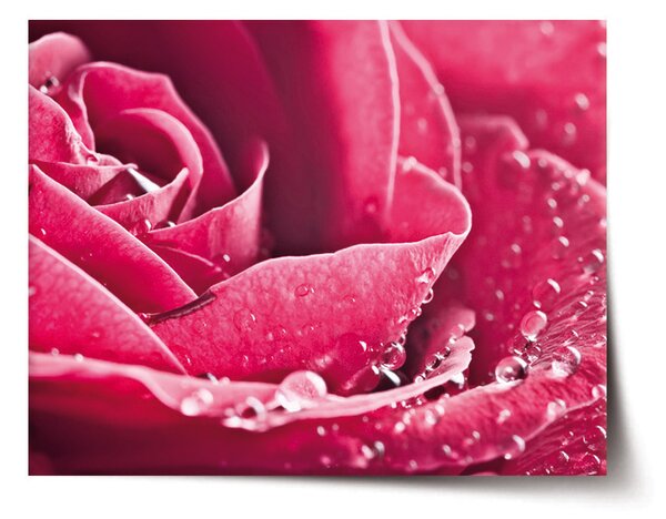 Plakát SABLIO - Detail růže 60x40 cm