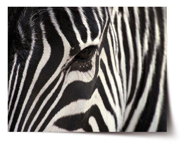 Plakát SABLIO - Detail zebra 60x40 cm