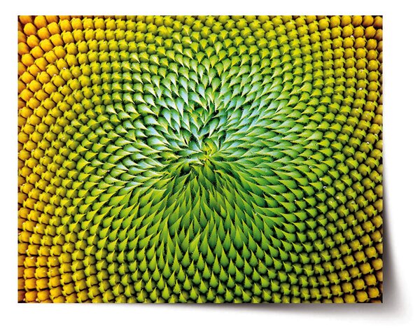 Plakát SABLIO - Detailní květ 60x40 cm