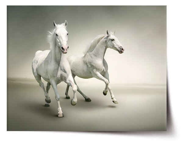 Plakát SABLIO - Dva bílí koně 60x40 cm
