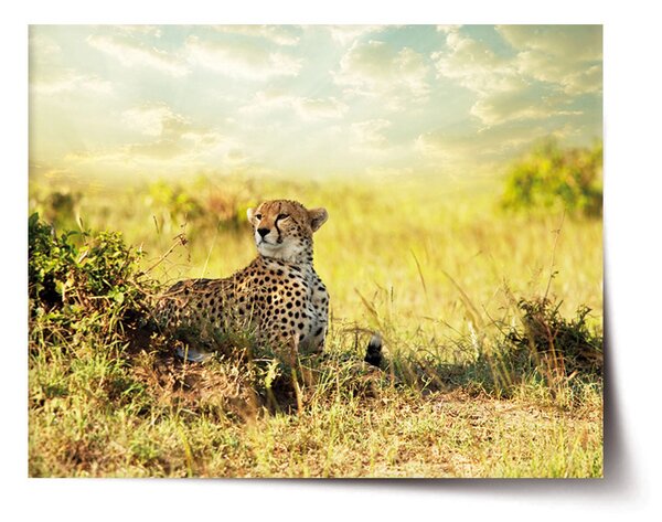 Plakát SABLIO - Gepard 60x40 cm