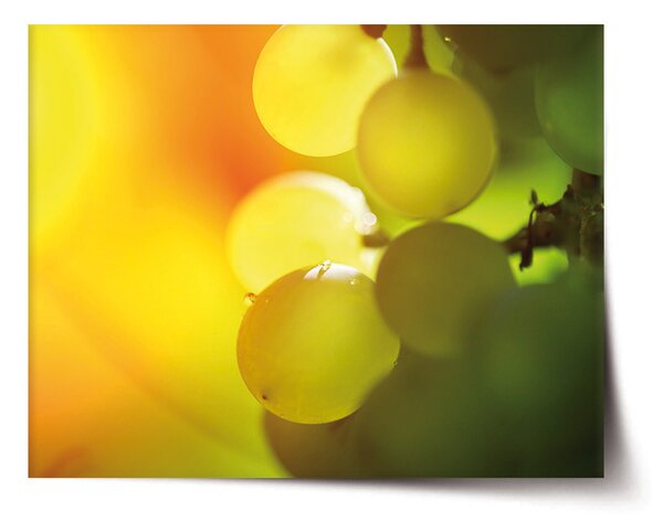 Plakát SABLIO - Hroznové víno 60x40 cm