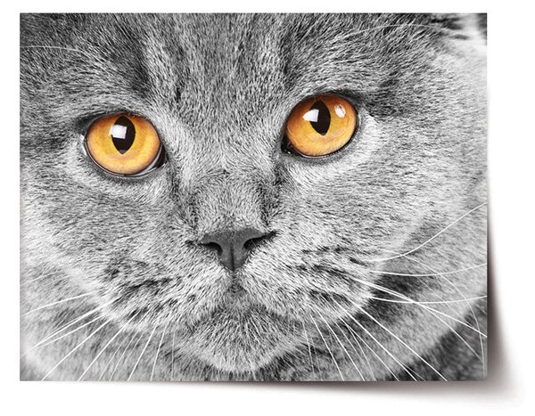 Plakát SABLIO - Kočičí pohled 60x40 cm