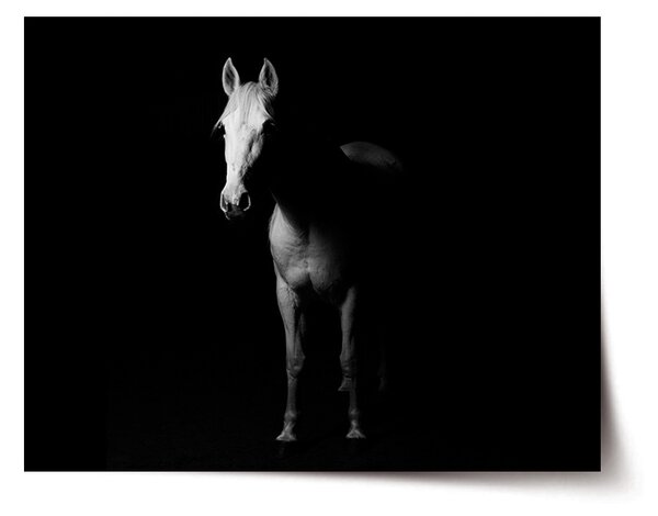 Plakát SABLIO - Kůň ve stínu 60x40 cm