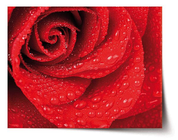 Plakát SABLIO - Květ růže 60x40 cm