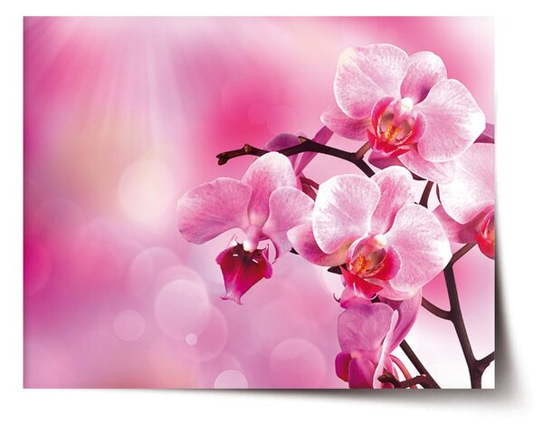 Plakát SABLIO - Květy orchideje 60x40 cm