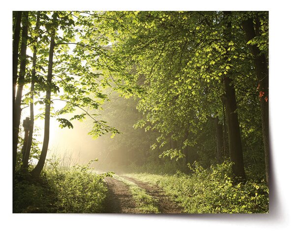 Plakát SABLIO - Lesní cesta 60x40 cm